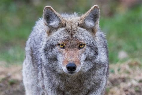 coyotes dangerous to humans